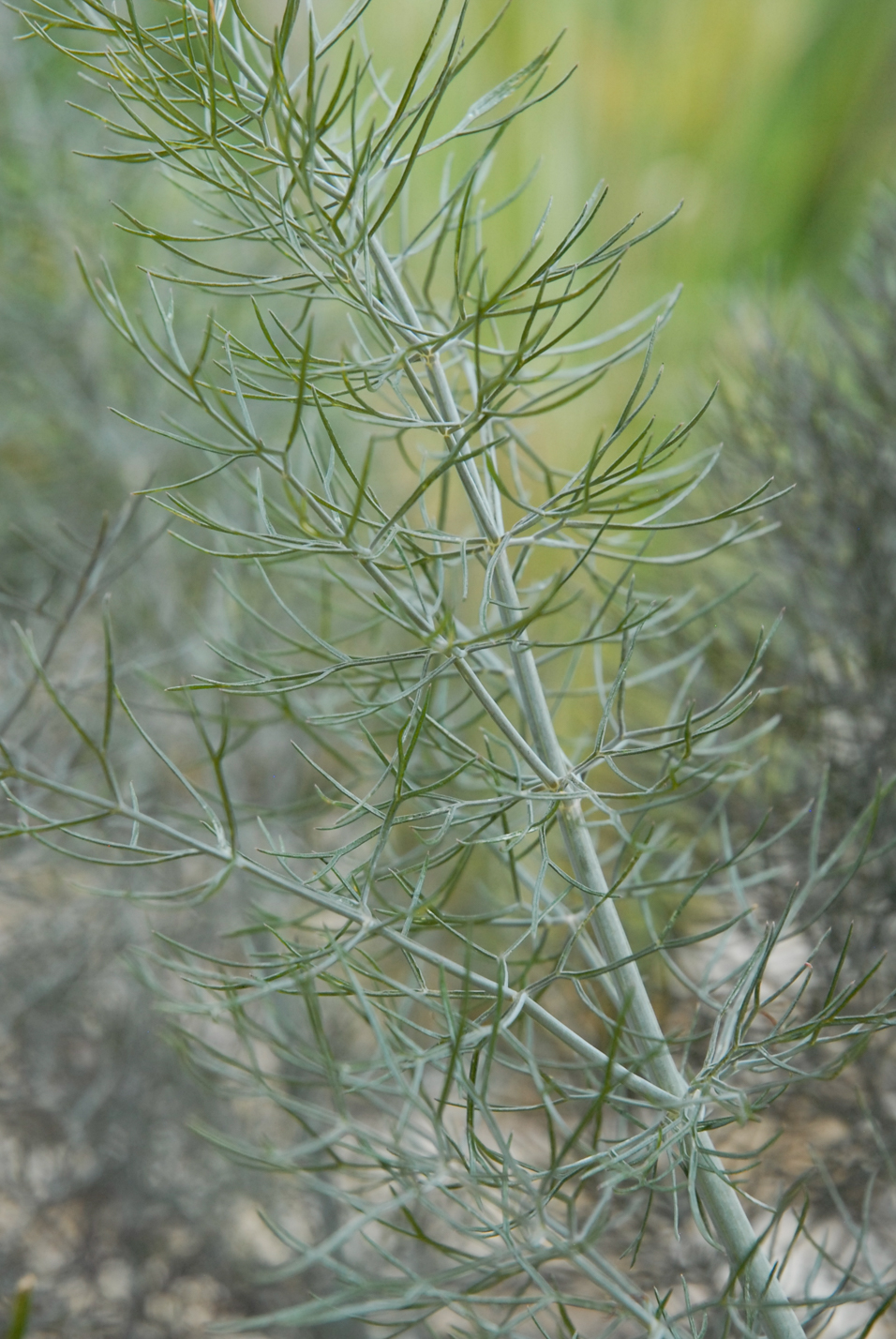 Bronze Fennel